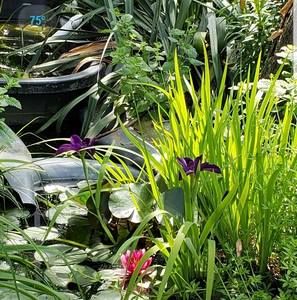 Meet your Posher, Sandy